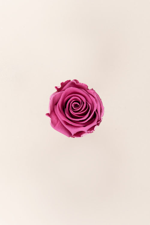 Rose Standard Bulk - Pack 195 u.