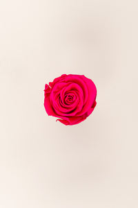 Dark Pink