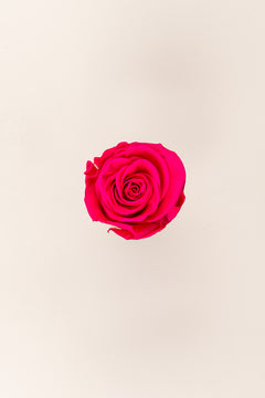 Dark Pink