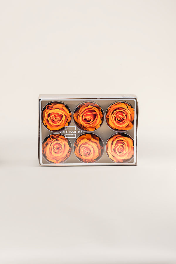 Rose Standard - Box 6 heads