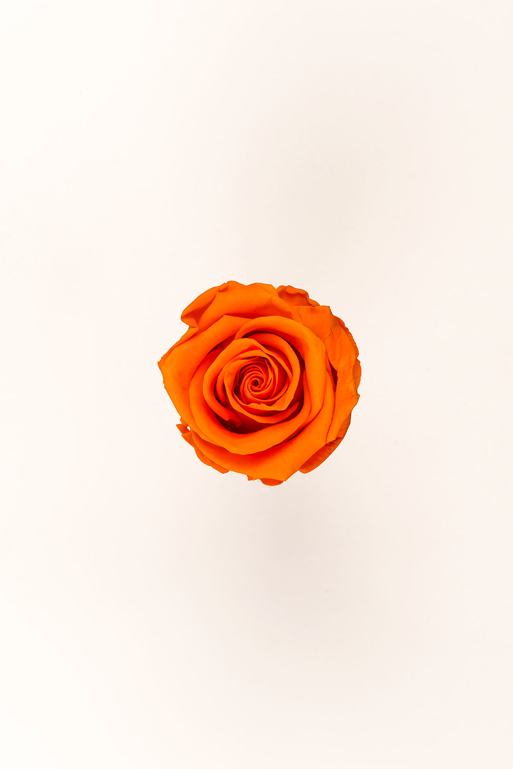 Rose Standard Bulk - Pack 195 u.