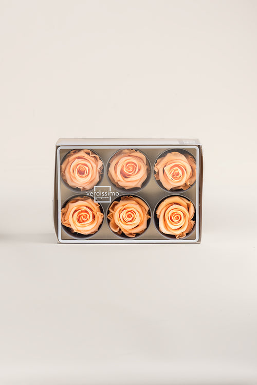 Rose Standard - Box 6 heads
