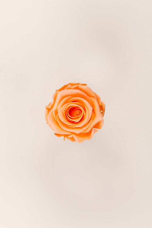 Rose Standard Bulk - Pack 195 u.