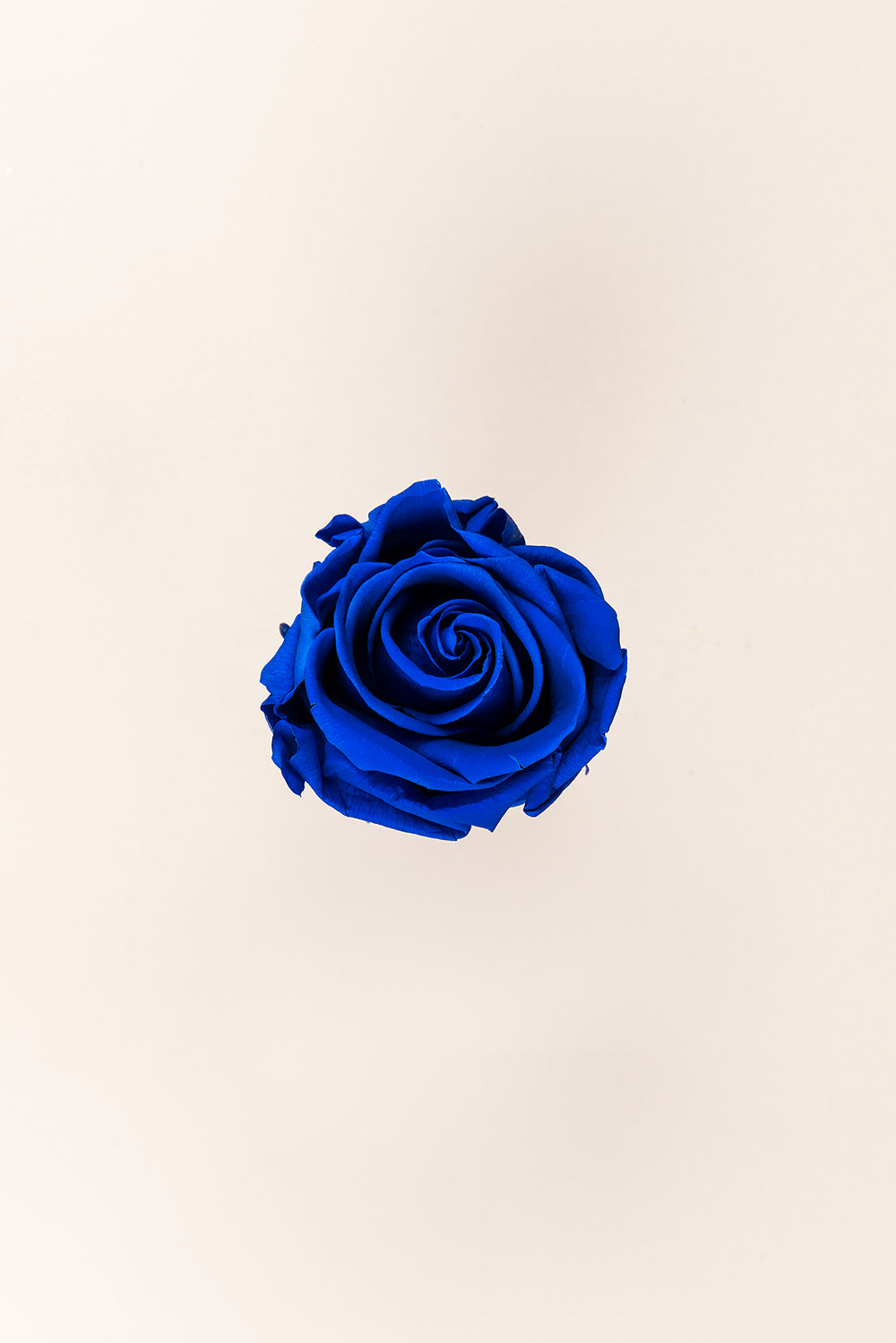 Rose Standard Bulk - Pack 195 u.