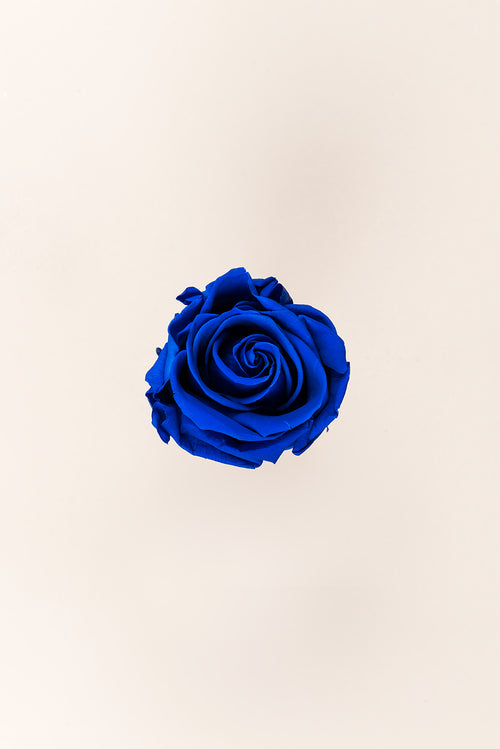 Rose Standard Bulk - Pack 195 u.
