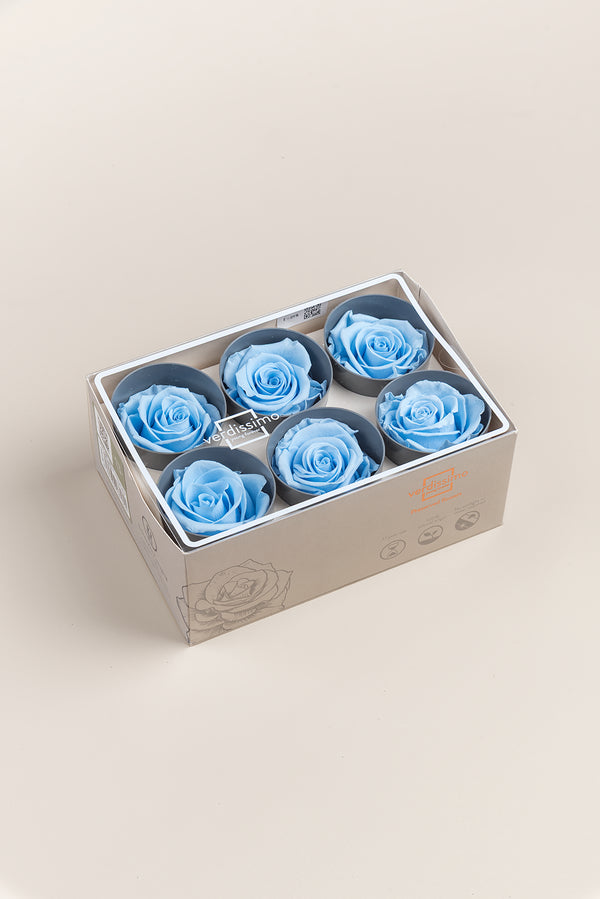 Rose Standard - Box 6 heads