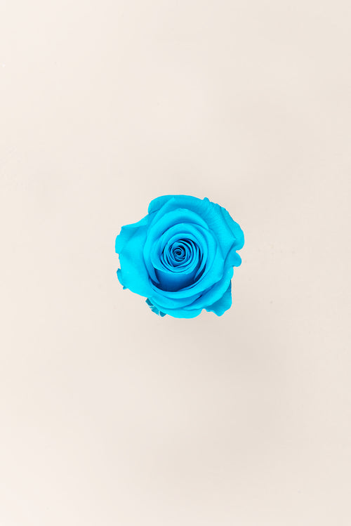 Rose Standard Bulk - Pack 195 u.