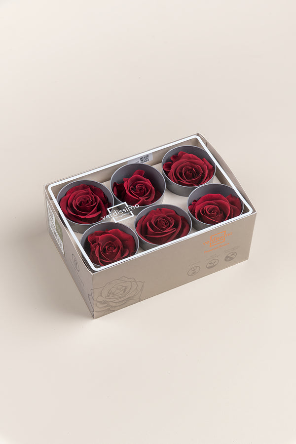 Rose Standard - Box 6 heads