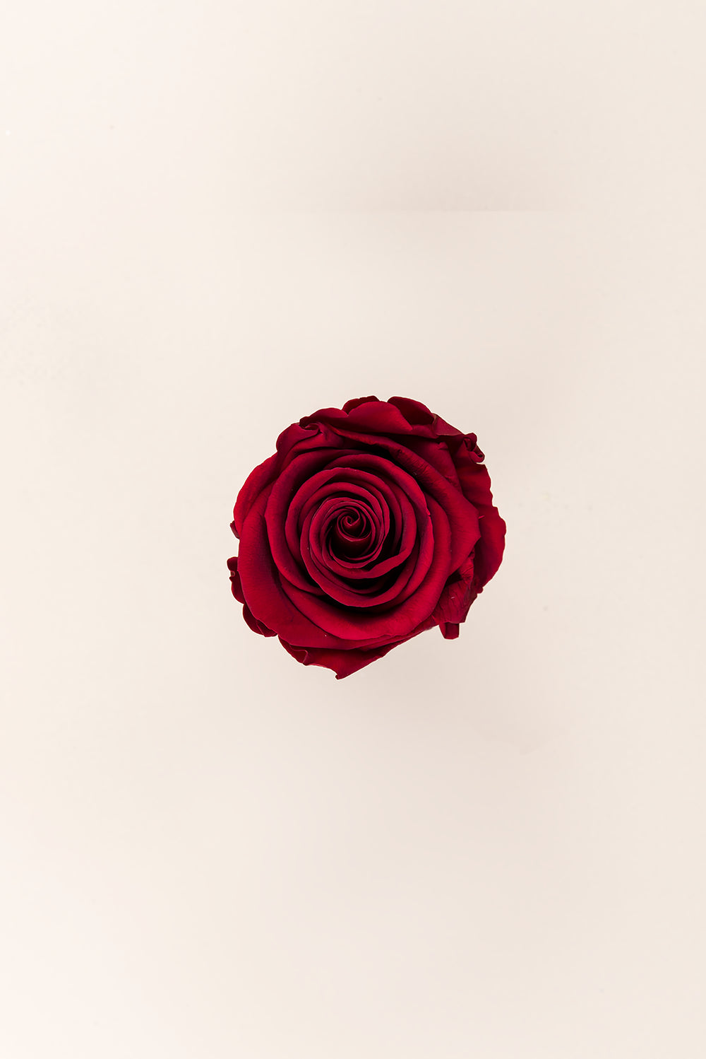 Rose Standard Bulk - Pack 195 u.