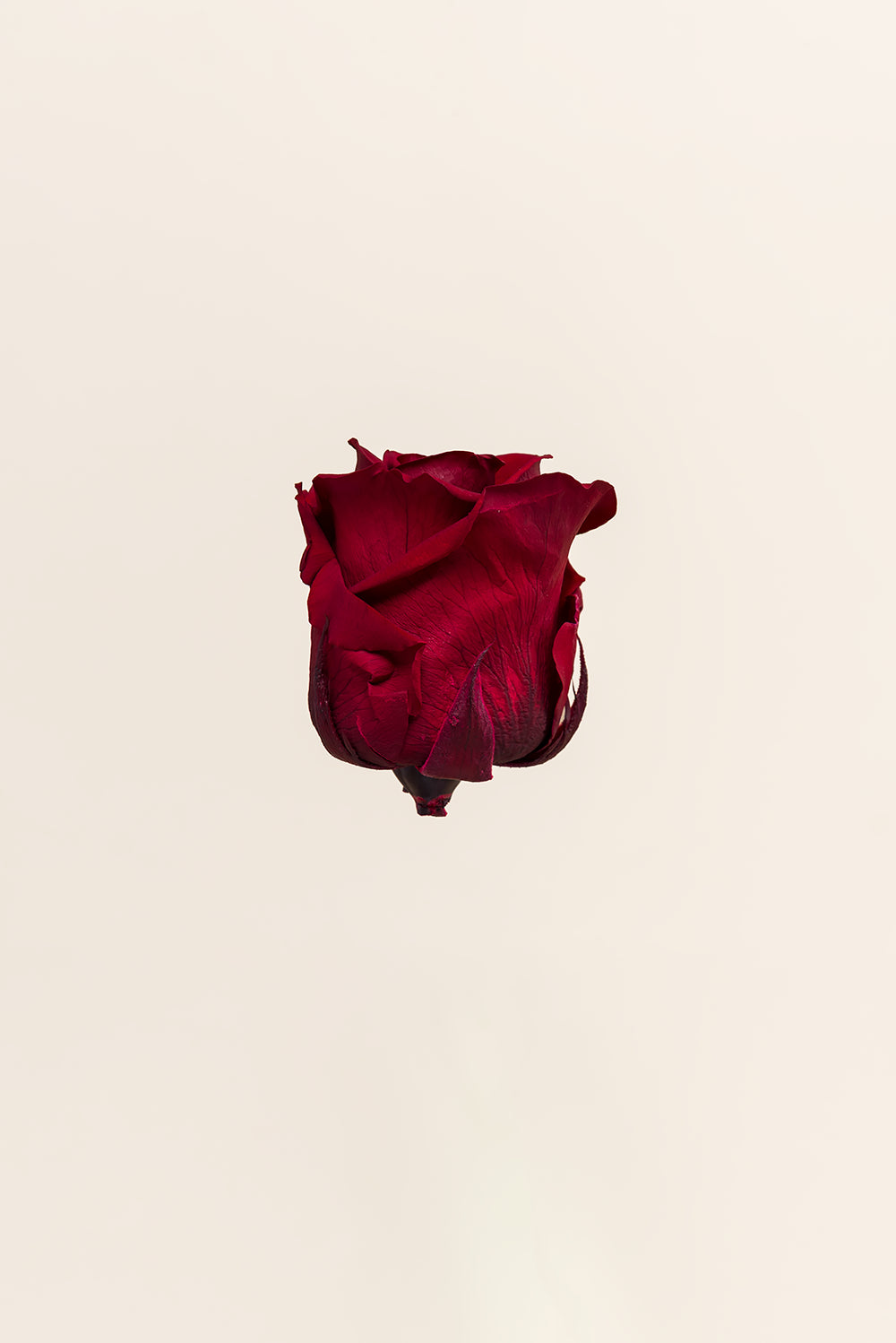 Rose Standard Bulk - Pack 195 u.
