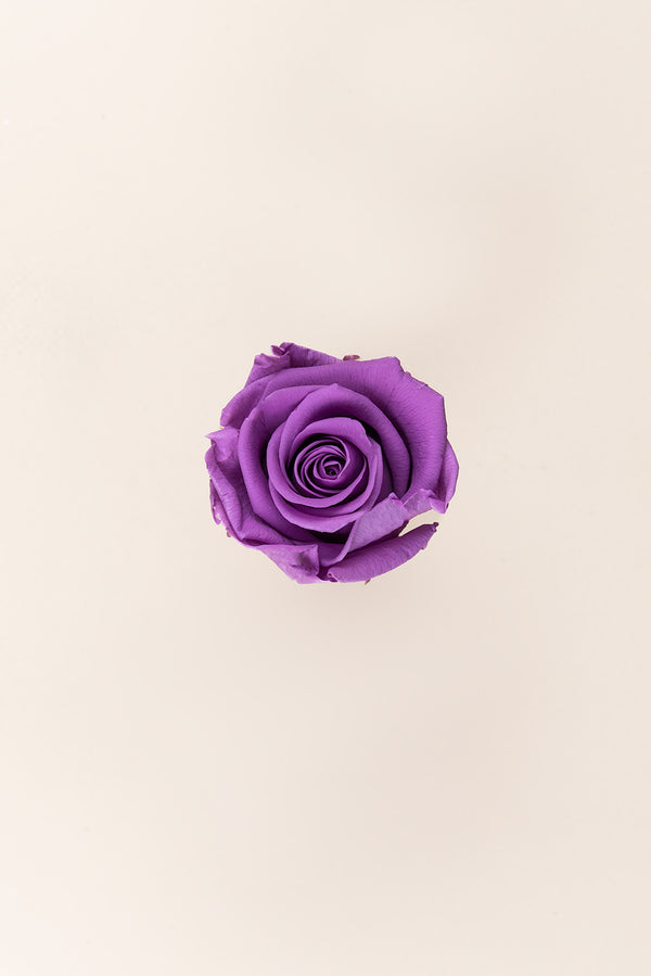 Rose Standard - Box 6 heads
