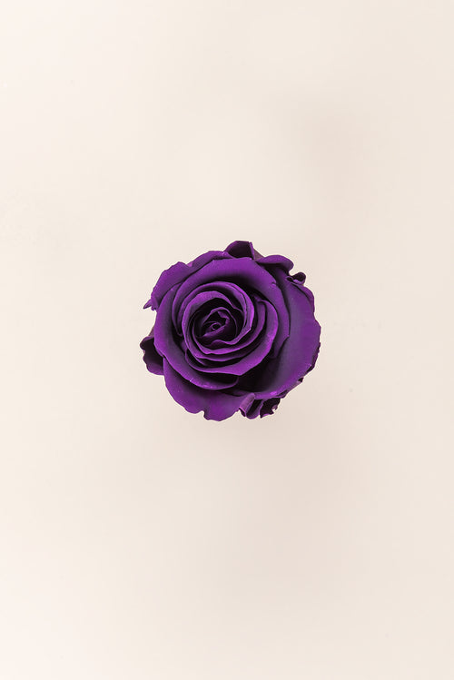 Rose Standard Vrac - Paquet de 195 u.