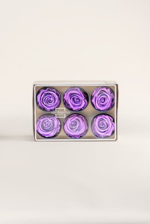 Rose Standard - Box 6 heads