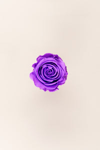 Bright Lilac