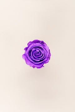 Bright Lilac