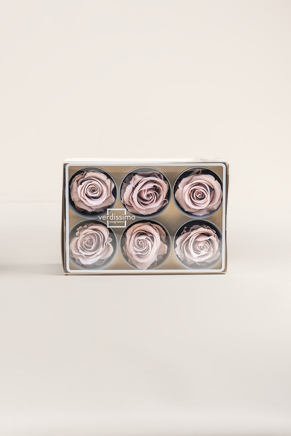 Rose Standard - Box 6 heads