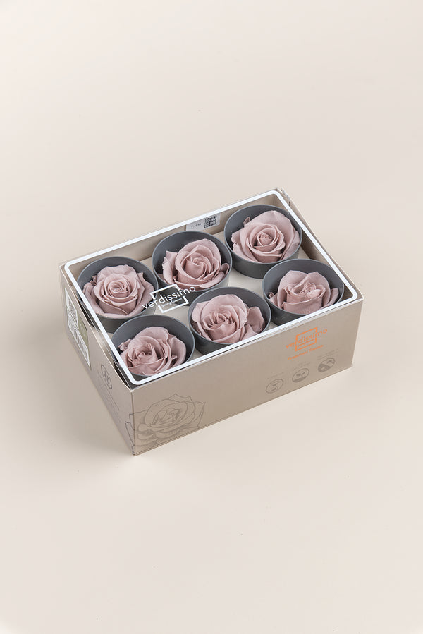 Rose Standard - Box 6 heads