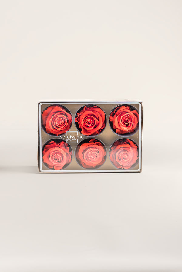 Rose Standard - Box 6 heads