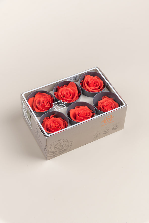 Rose Standard - Box 6 heads