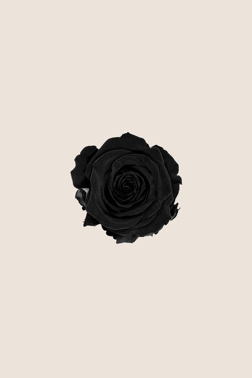 Rose Standard Großpackung – Pack 195 Stk.
