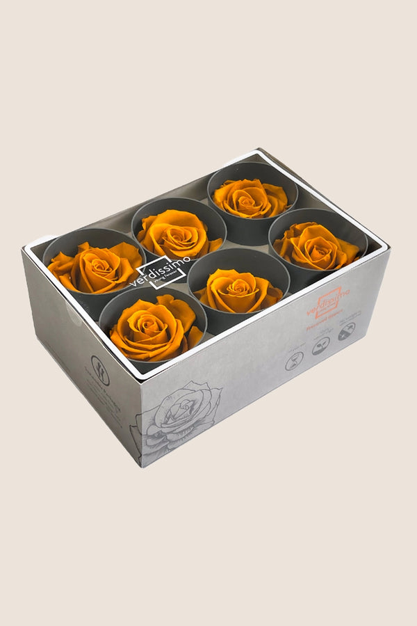 Rose Standard - Box 6 heads