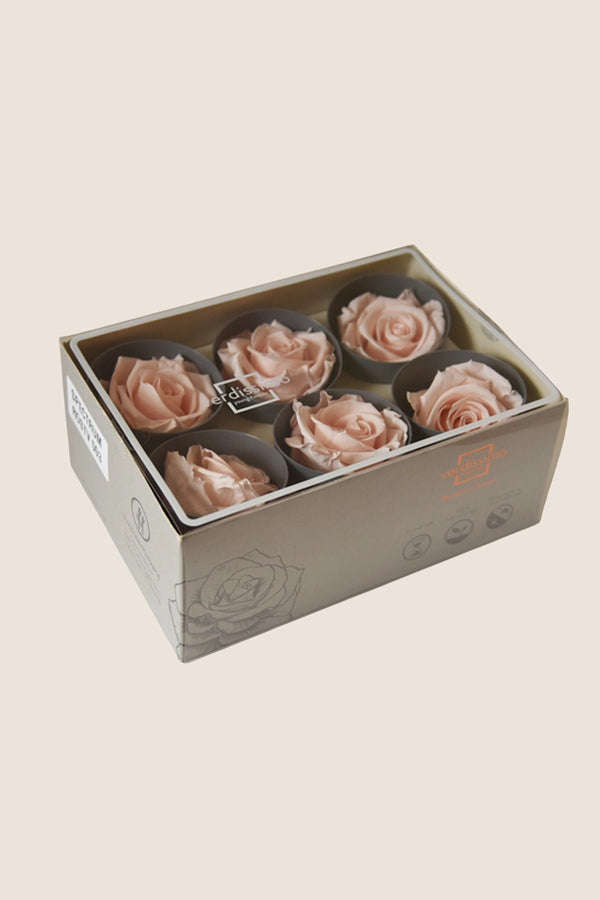 Rose Standard - Box 6 heads