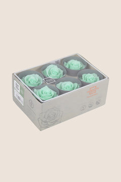 Pastel Mint