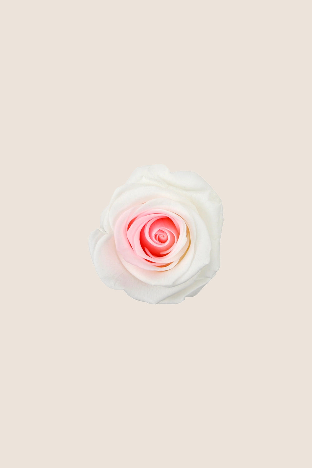 Rose Standard Bulk - Pack 195 u.