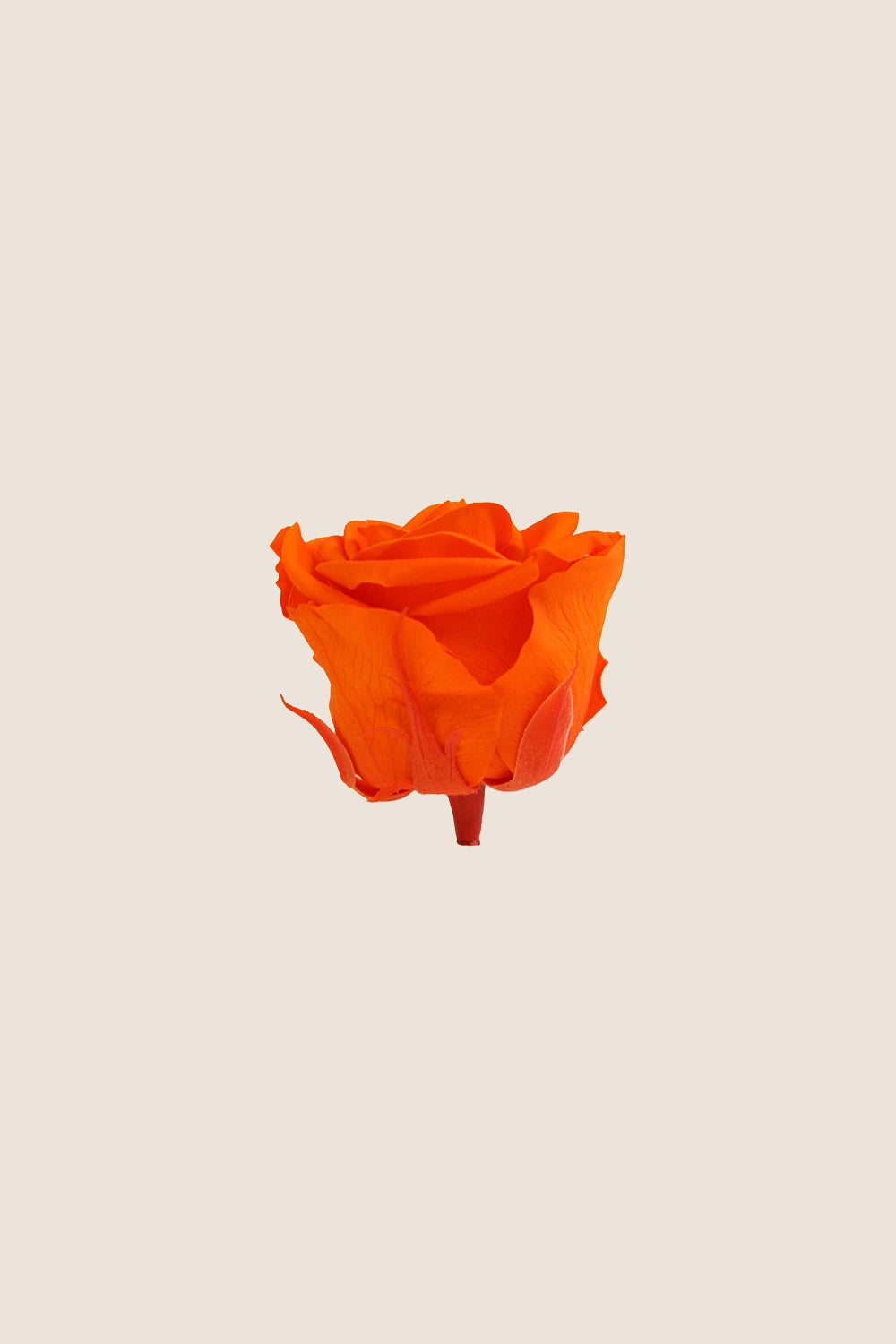 Rose Standard Bulk - Pack 195 u.