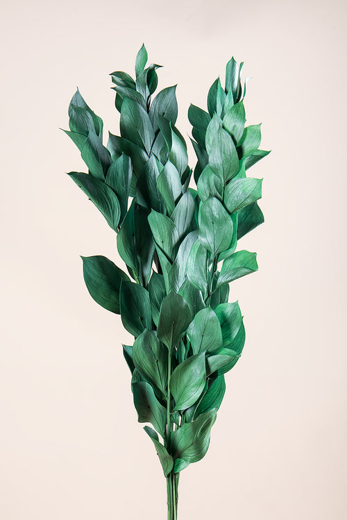Ruscus 50/60