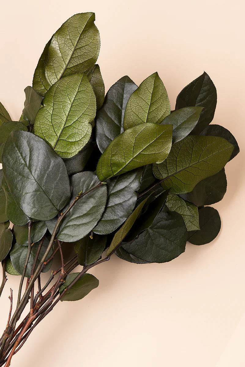 Salal 20/50