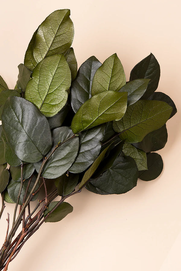 Salal 20/50