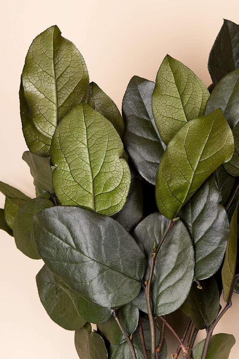 Salal 20/50