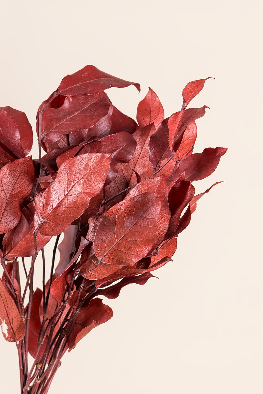 Salal 20/50