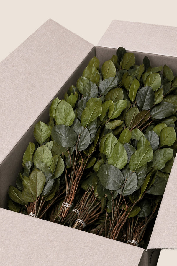 Salal en vrac