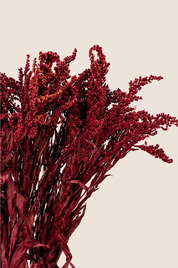 Solidago