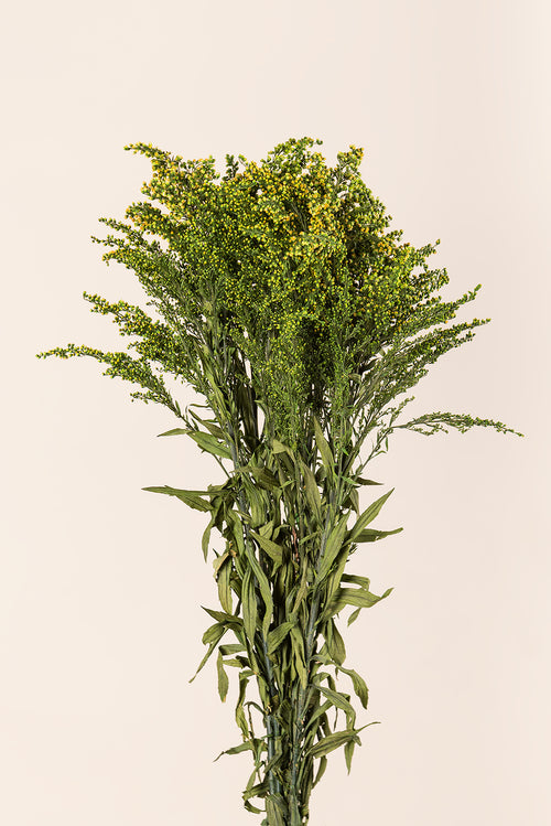 Solidago