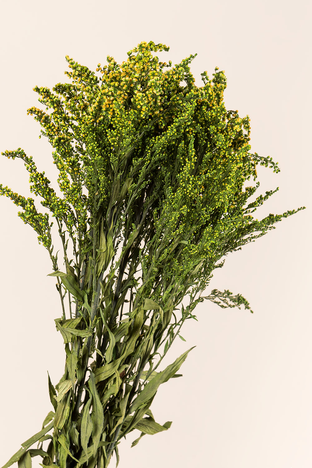Solidago