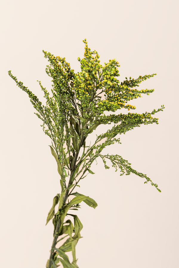 Solidago