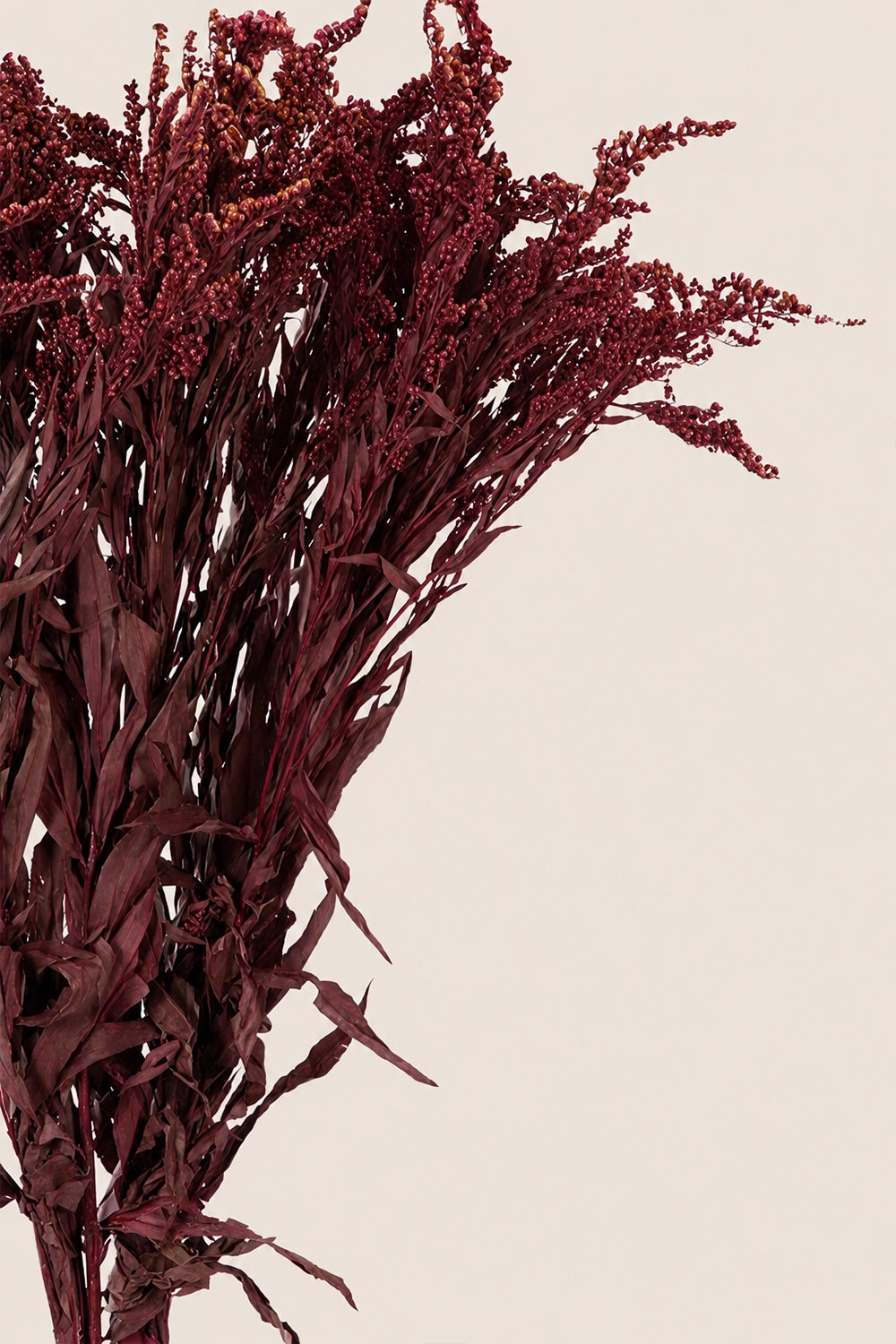 Solidago