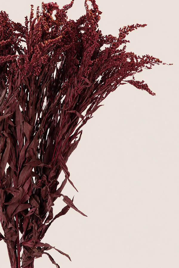 Solidago