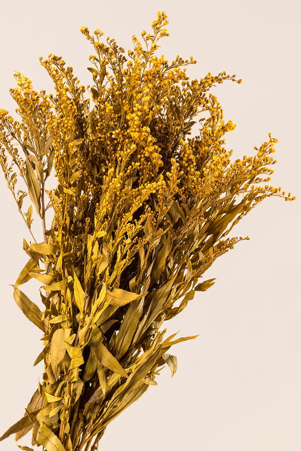 Solidago