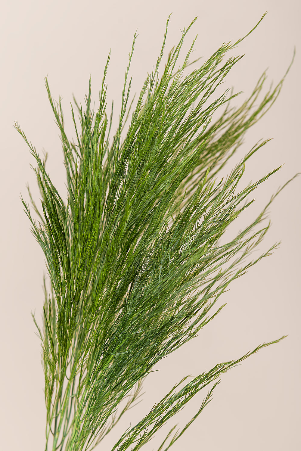 Fougère arborescente