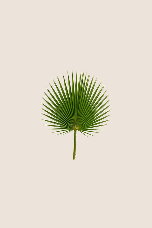 Washingtonia