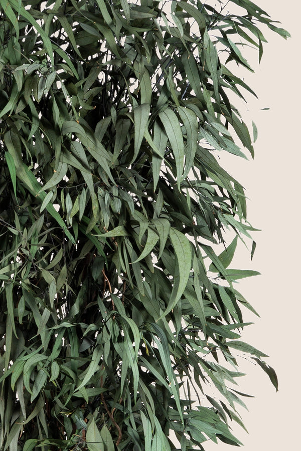 Pendula