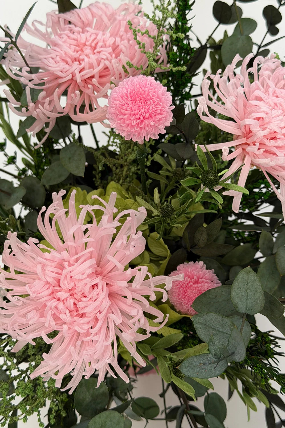 Anastasia Chrysanthemum - Box 3 heads