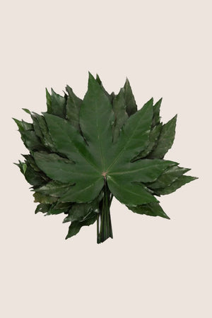 Aralia - Bag 10 leaves