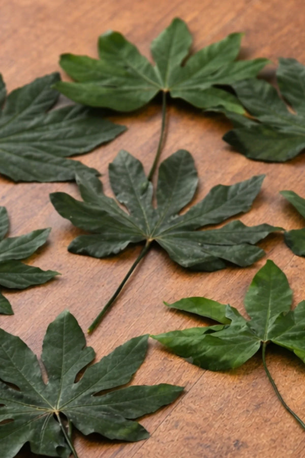 Aralia - Sachet de 10 feuilles