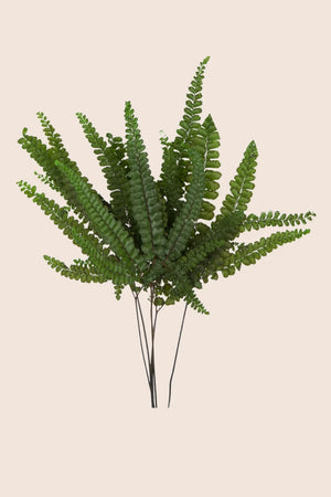 Felci Fern
