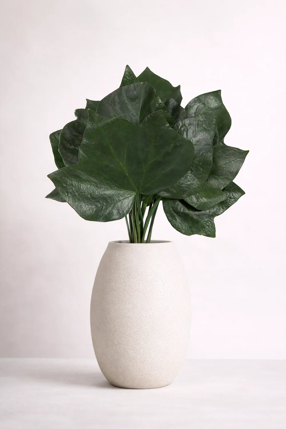 Ivy Hedera Helix